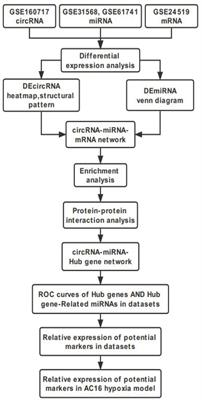 Comprehensive Analysis of circRNA-miRNA-mRNA Regulatory Network and Novel Potential Biomarkers in Acute Myocardial Infarction